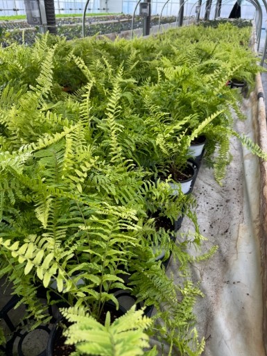 국립종자원, 품종보호 작물별 특성조사...